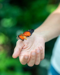 Butterfly on woman's hand against natural green background.