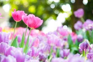 Beautiful pink growing tulips spring nature background, Tulip flowers meadow