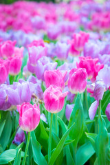 Beautiful pink and purple growing tulips spring nature background, Tulip flowers meadow