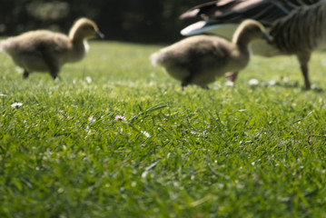 Deliberately blurred image with Two defocused young geese with fluffy feathers waddle over the green focused grass, depth of field limited
