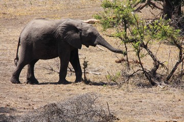 un éléphanteau jouant dans la savane en Afrique du Sud