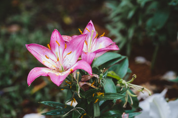 Pink lily plants in the garden