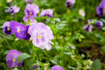 Beautiful violet pancy flowers in the garden