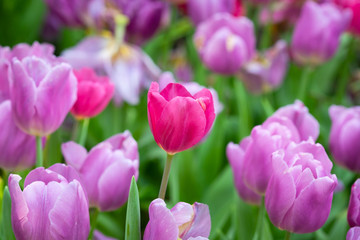 Tulip flowers meadow, tulip spring nature background