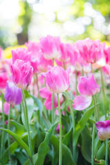 Tulip flowers meadow, tulip spring nature background
