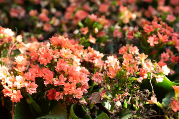 Kalanchoe Blossfeldiana flower plants