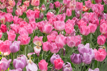 Pink and ourple tulip flowers meadow, tulip spring nature background