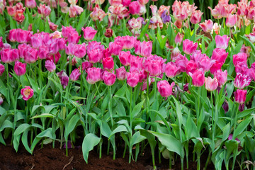 Tulip flowers meadow, tulip spring nature background