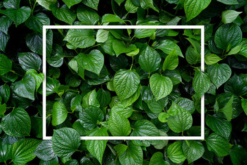 love the earth  concept. green leaf background