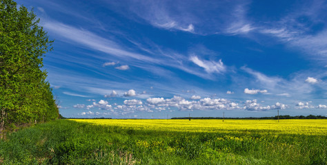 Summer rural landscape, the sky and the field