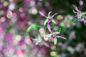 Fototapeta na wymiar White orchids with shades of purple in tropical garden on nature bokeh background, Thailand