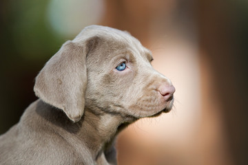 Hund Rassehunde Weimeranerwelpen im Herbst Portrait Kopf blaue Augen