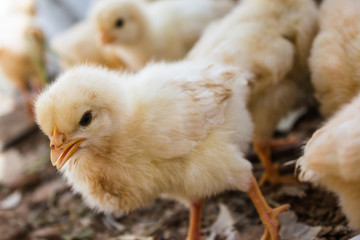 Many chicks were kept in farms.