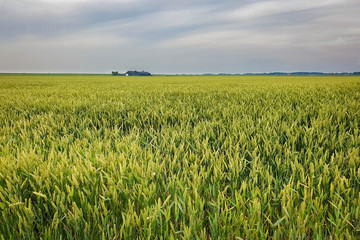 Typical spring or early summer scene in the wide open and flat western part of The Netherlands with wheatfield and farm in the distance