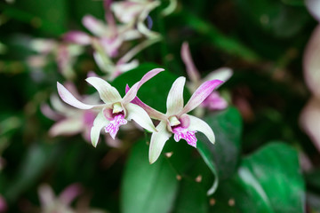 White orchids with shades of purple in tropical garden, Thailand