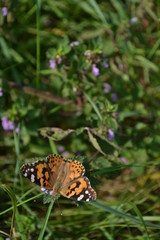 butterfly on flower