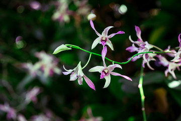 White orchids with shades of purple in tropical garden, Thailand