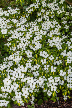 Bl&uuml;ten von Cornus kousa 'Goldstar'