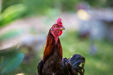 The chickens are living in the morning.