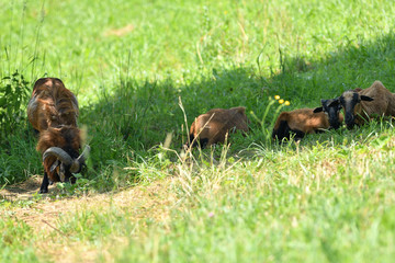 herd of wild goats resting on a meadow under a tree