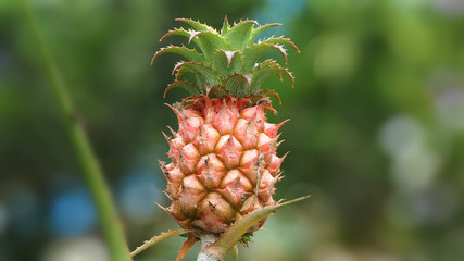 Fresh Tropical Pineapple swaying gently with the breeze. Pineapple Plantation In Colombia. Baby pineapple fruit on tree. Pineapple Farm.