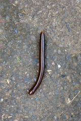 Worm on the ground