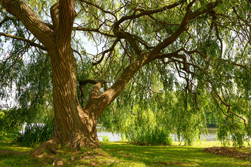 Obraz premium Alte Weide