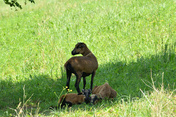 detail of a goat head lying resting on grass