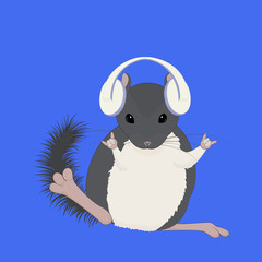 gray chinchilla listening music with white headphones