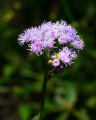 Wild Violate Flower on blurry Background