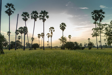 Obraz premium Rice fields with palm sugar palm trees and sun light at Pathum Thani, Thailand