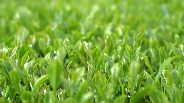 茶畑