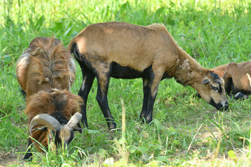 herd of wild goats graze on grass in spring