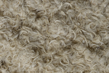 White goose feathers and fluff from pillows texture background
