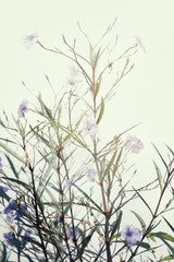 Purple Flower against concrete wall. Soft Focus and Vintage Toned.