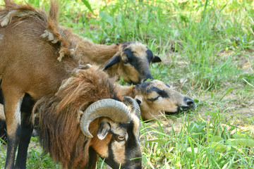Naklejka na ściany i meble herd of wild goats resting on a meadow under a tree