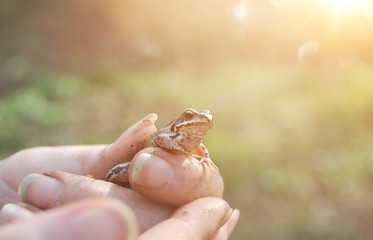 A person holds a little cute forest frog in her hand. Friendship between man and wild animal.  Protecton and care about nature.