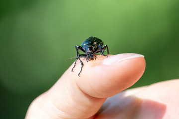 Black ground beetle on human finger. Carabid bug with big mandibles, long antennae and glossy elytra with green sheen.