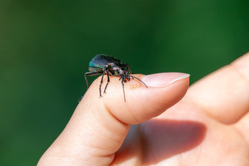 Carabid beetle sitting on the hand with green background. Glossy ground beetle with strong mandibles and elytra with green shade sheen.