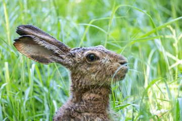 Close-up portrait of brown hare among green grass. Cute European hare (lepus europaeus) with long ears in the morning forest.