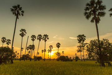Rice fields with palm sugar palm trees and sun light at Pathum Thani, Thailand