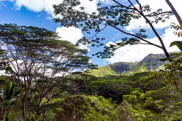 Obraz premium Kalihiwai 