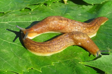 Orange slugs on green leaves background, closeup