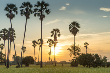 Rice fields with palm sugar palm trees and sun light at Pathum Thani, Thailand