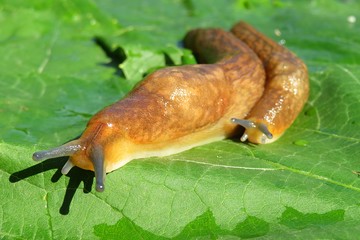 Orange slugs on green leaves background, closeup
