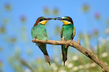 Fototapeta na wymiar Abelharuco a partilhar comida( Bee-eater)