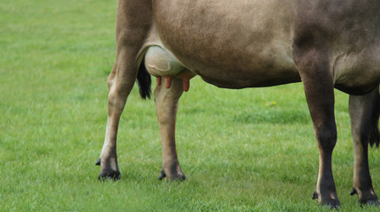 Naklejka na ściany i meble A Dairy Cow with a Full Udder in a Grass Meadow Field.