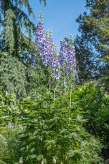 Fototapeta premium Delphinium-Hybride 'Wishful Thinking' als Solitärpflanze