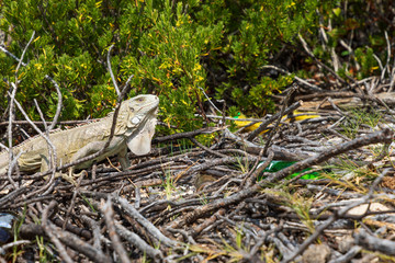 Leguan auf der Insel Bonaire