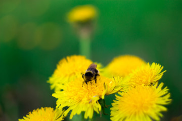 Bumblebee on the flowers of dandelion